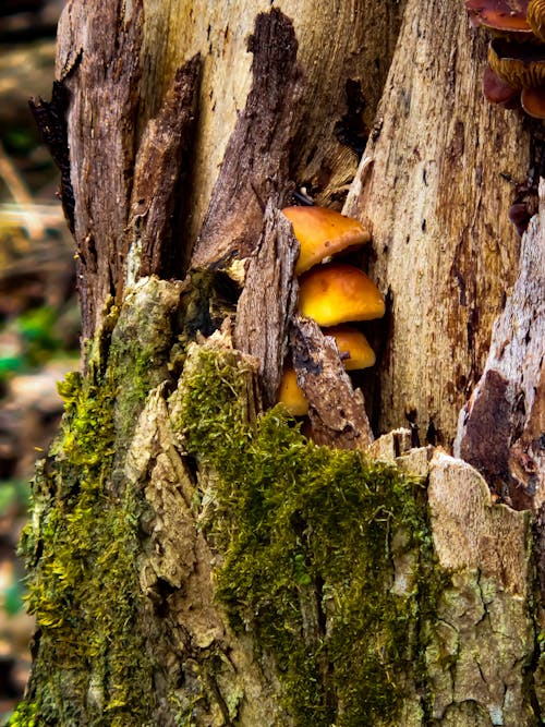 Бесплатное стоковое фото с дерево, мох
