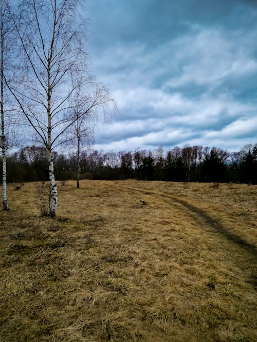 Бесплатное стоковое фото с березы, голубое небо, деревья