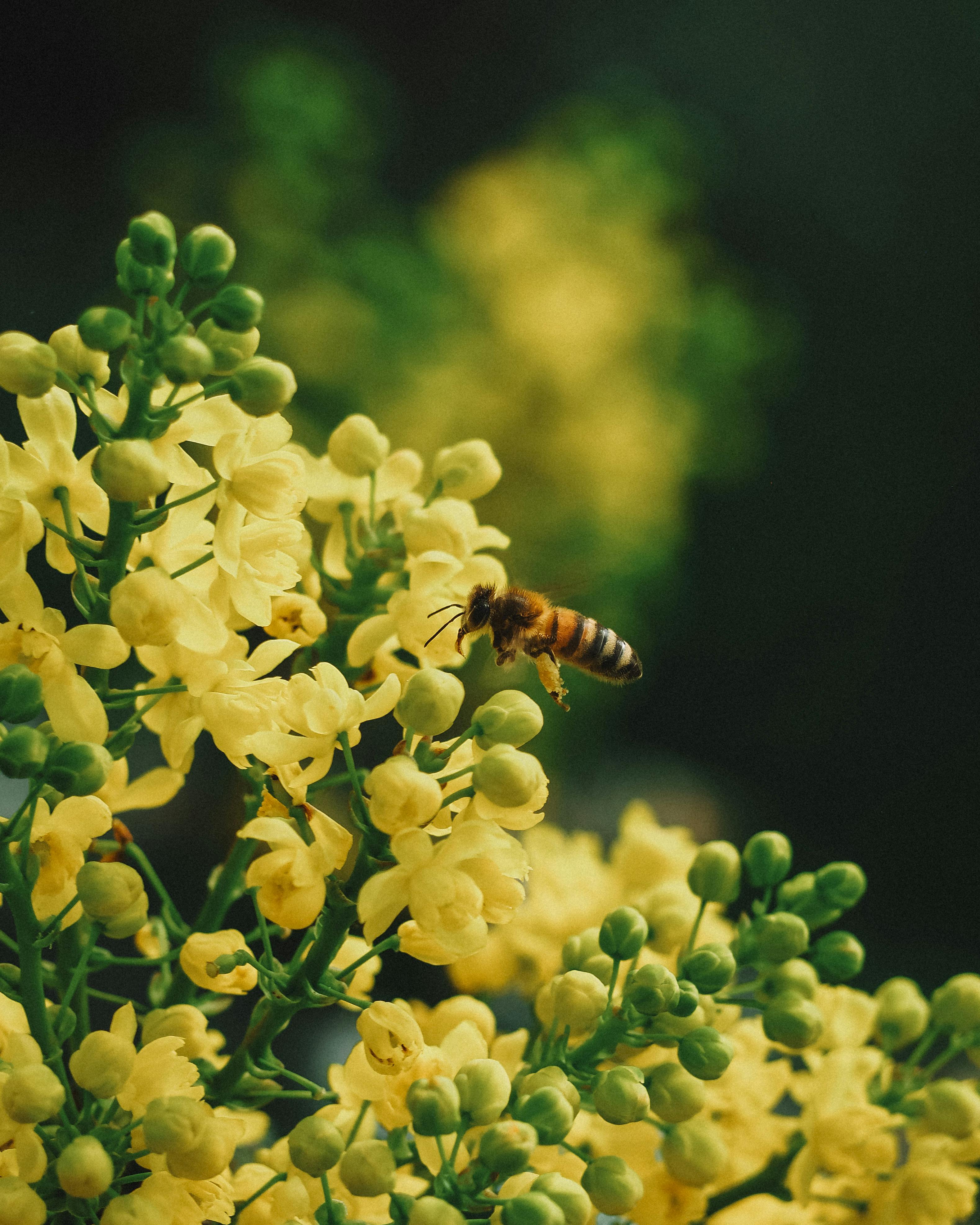 A bee collecting nectar from yellow flowers in an outdoor garden in Berlin, Germany.