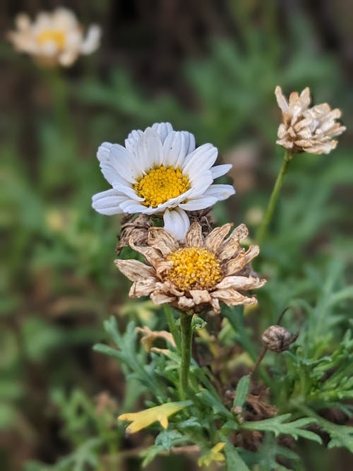 Blooming Chamomile Flowers 