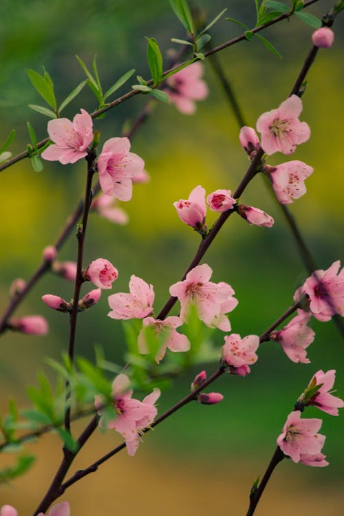 Gratis lagerfoto af blomster, blomstrende, delikat