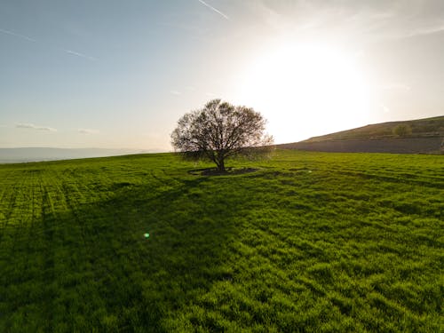 A lone tree in a field at sunset