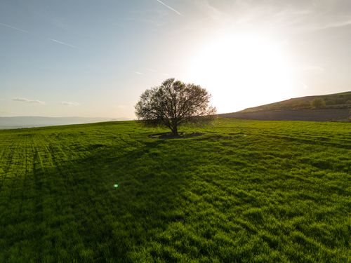 Free A lone tree standing in a vast green field under radiant sunlight, evoking tranquility. Stock Photo