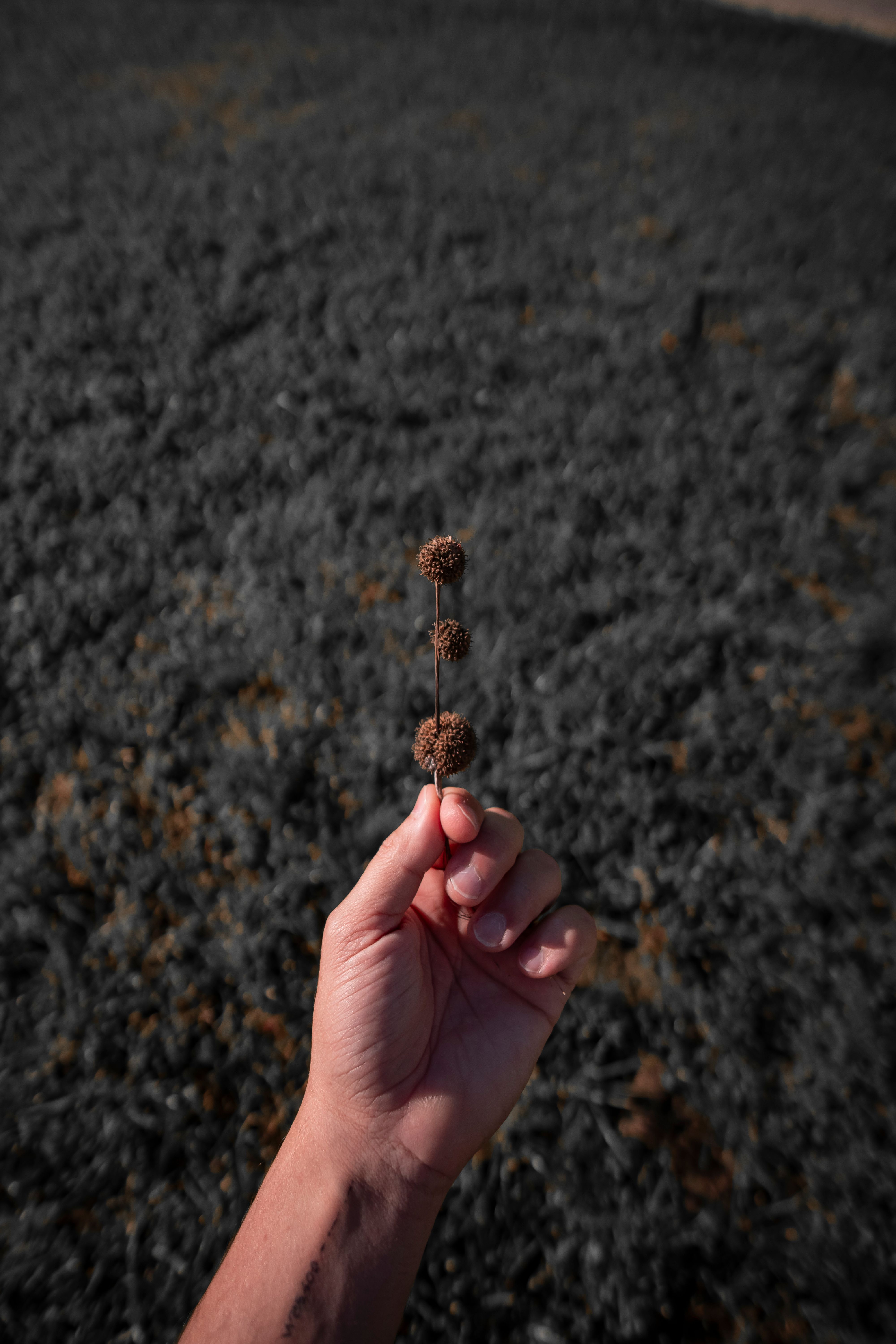 Hand Holding a London Planetree Fruit · Free Stock Photo