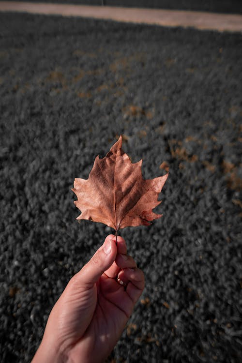 A person holding a leaf in their hand