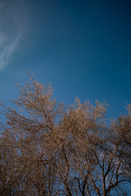 Darmowe zdjęcie z galerii z błękitne niebo, czyste niebo, drzewa