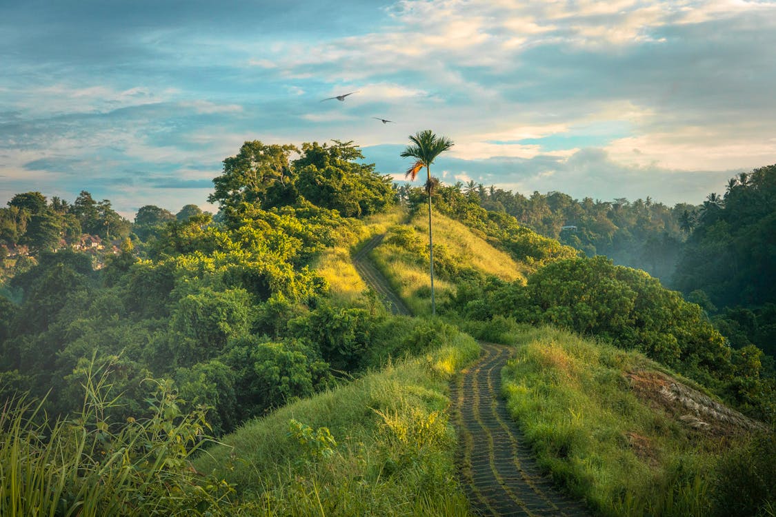 High-angle Photography of Mountain Pathway