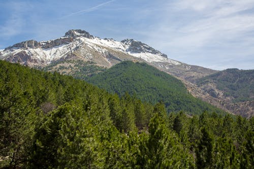 Foto d'estoc gratuïta de bosc, boscos, caminant