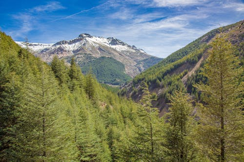 Green Forest in Valley in Mountains