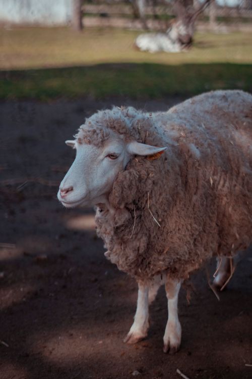 Free A woolly sheep standing in a rural pasture, showcasing its thick fur and serene surroundings. Stock Photo