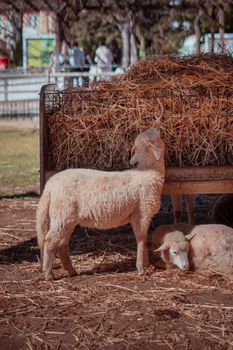 Sheep feeding on hay in a sunny countryside farm, showcasing rural life.