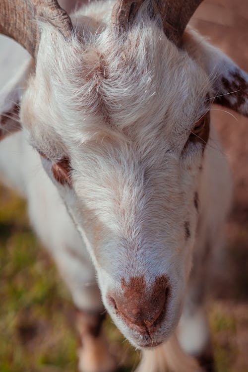 A goat with long horns is looking at the camera