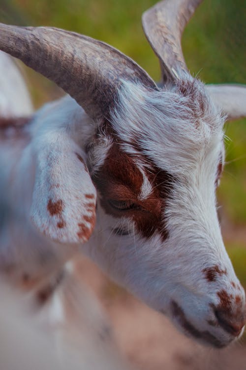 A goat with brown and white spots on its head
