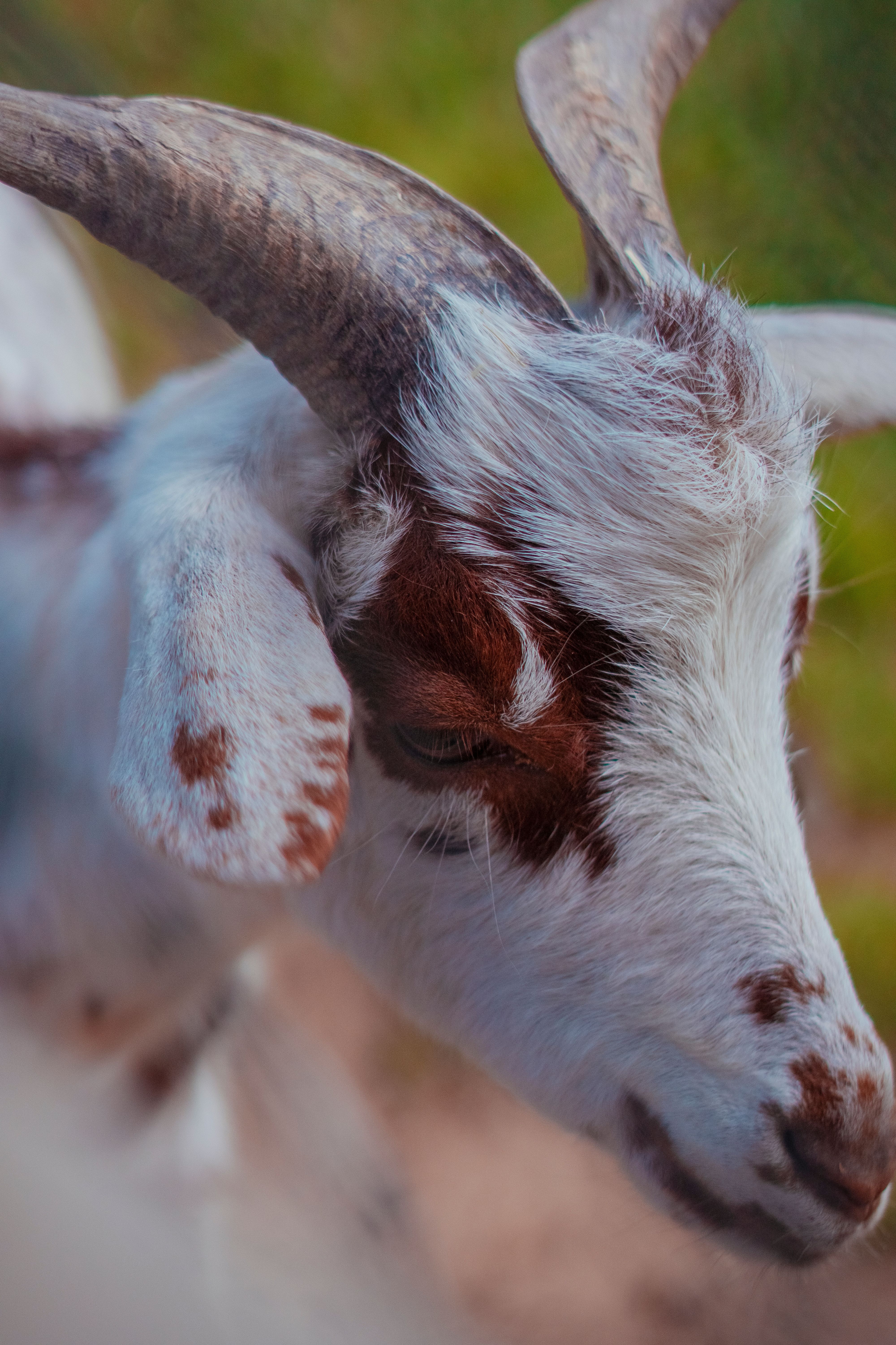 A goat with brown and white spots on its head · Free Stock Photo