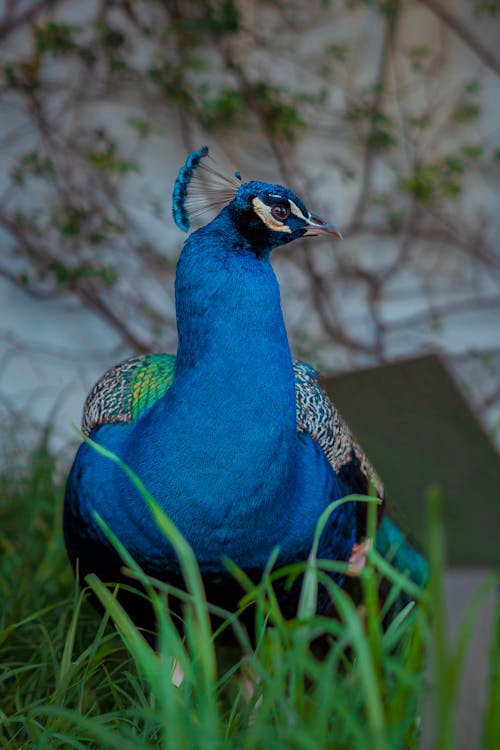 A peacock is standing in the grass