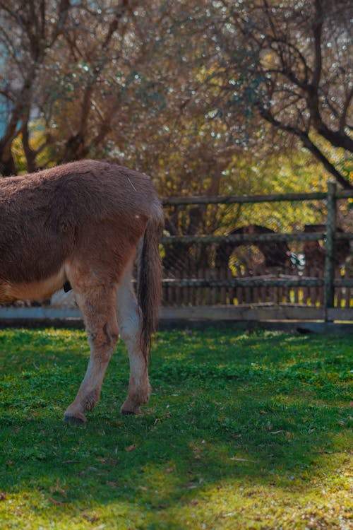 Back View of Donkey on Grass · Free Stock Photo