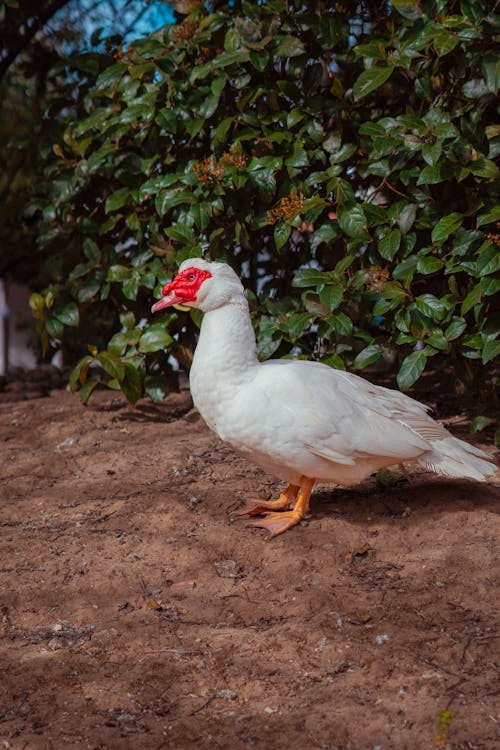A white duck standing in the dirt near bushes