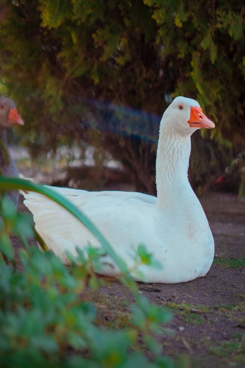 A white goose is sitting in the grass