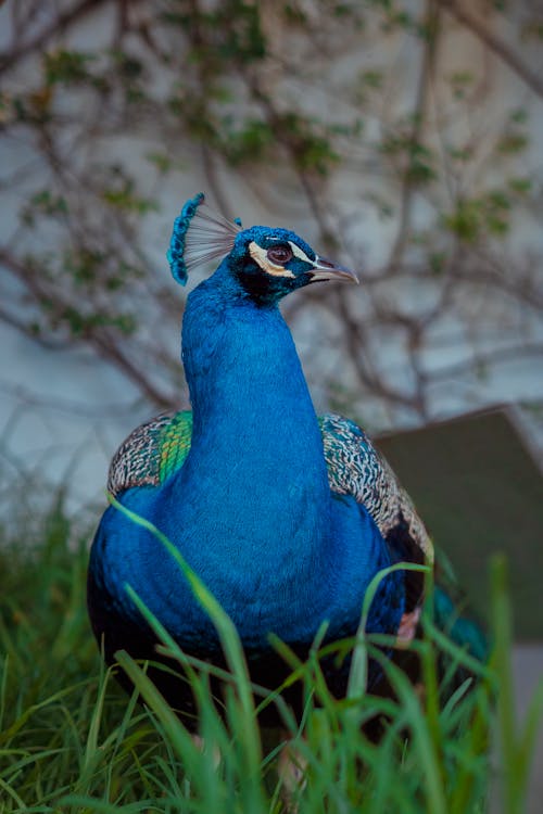 A peacock is standing in the grass