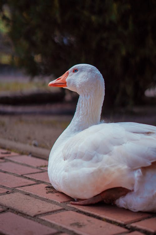 A white goose sitting on a brick walkway