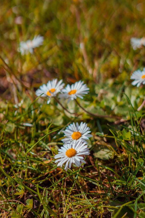 A group of white daisies in the grass