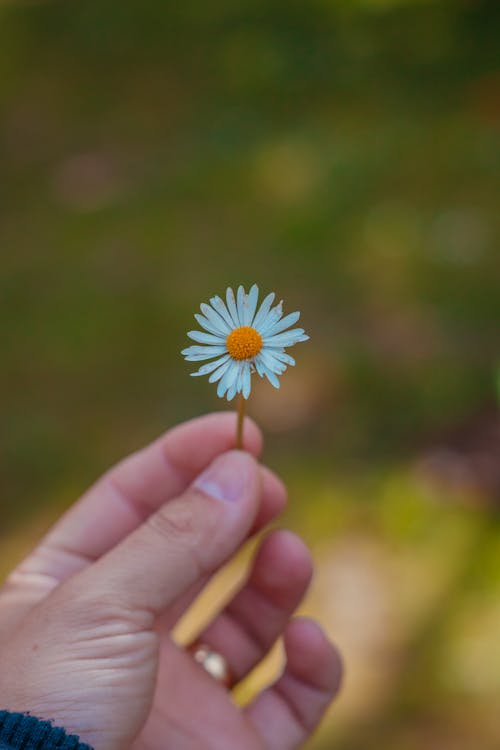 A person holding a daisy flower in their hand