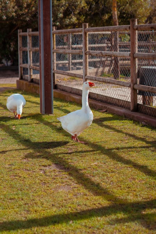 Two white geese walking in a fenced in area
