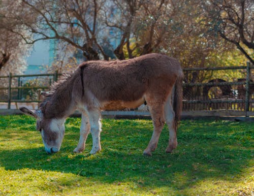 A donkey eating grass in a field