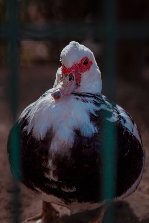 A duck in a cage with a red and white beak