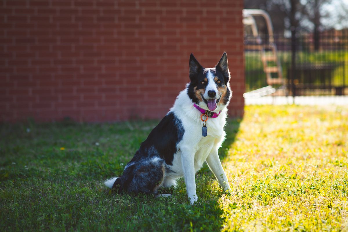 Dog Ate Snail Bait: Early Signs and What to Do Immediately