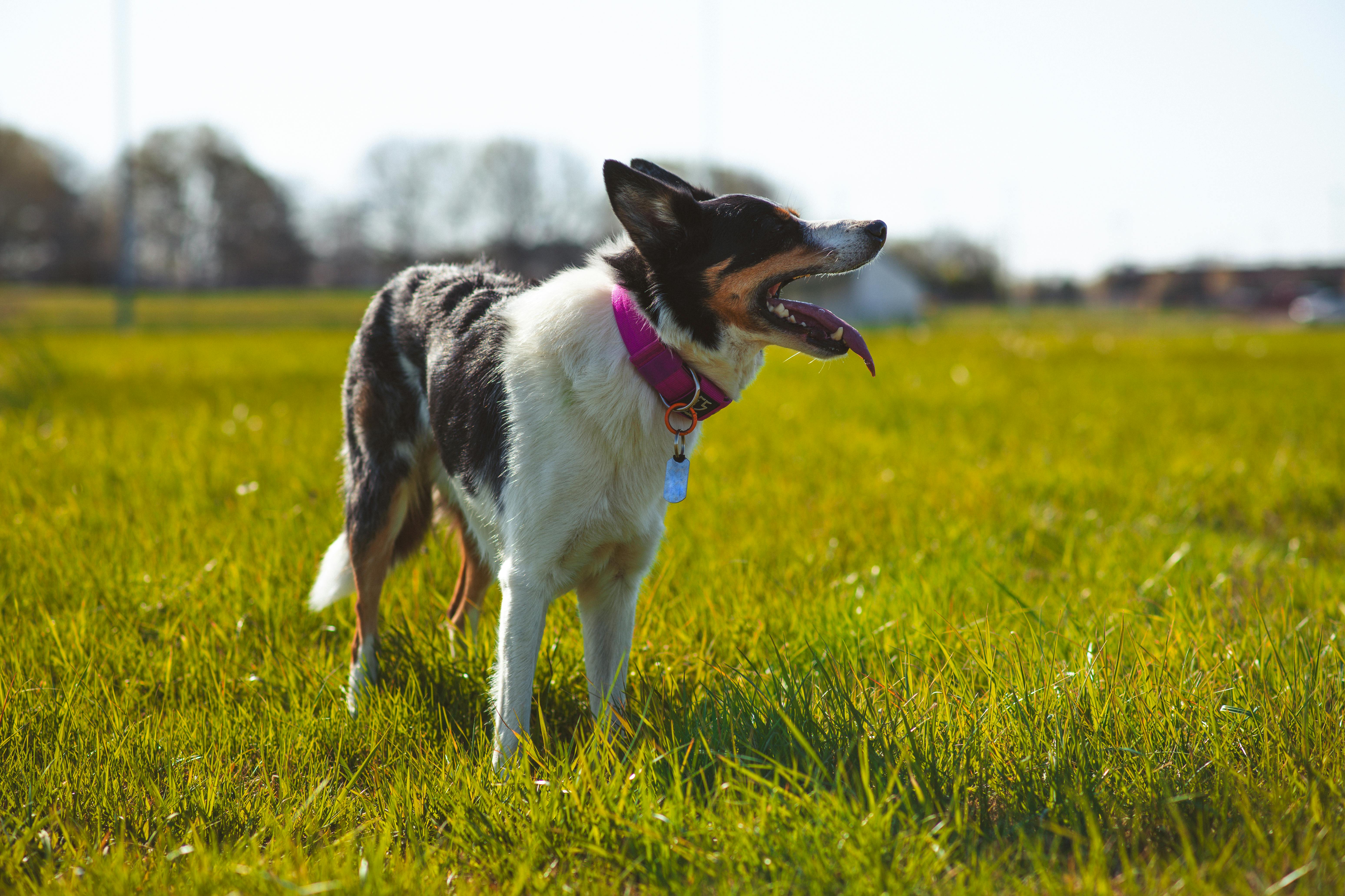Innovative PET technology will enable precise multitracer imaging of the brain - UC Santa Cruz — Photo by Brixiv on Pexels