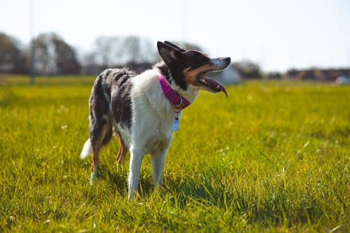 A dog is standing in a field with grass