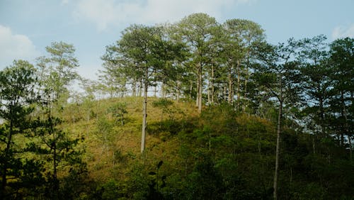 Бесплатное стоковое фото с деревья, лес, лесной фон