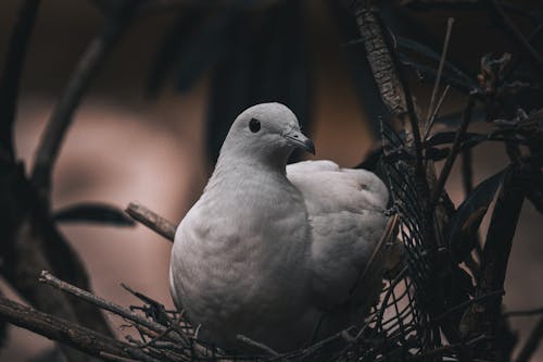 Calm White Dove 