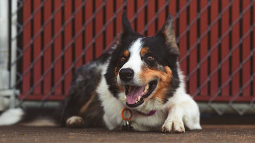 A dog laying down on the ground with its tongue out