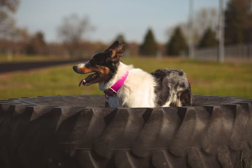 A dog is sitting on a tire in the grass
