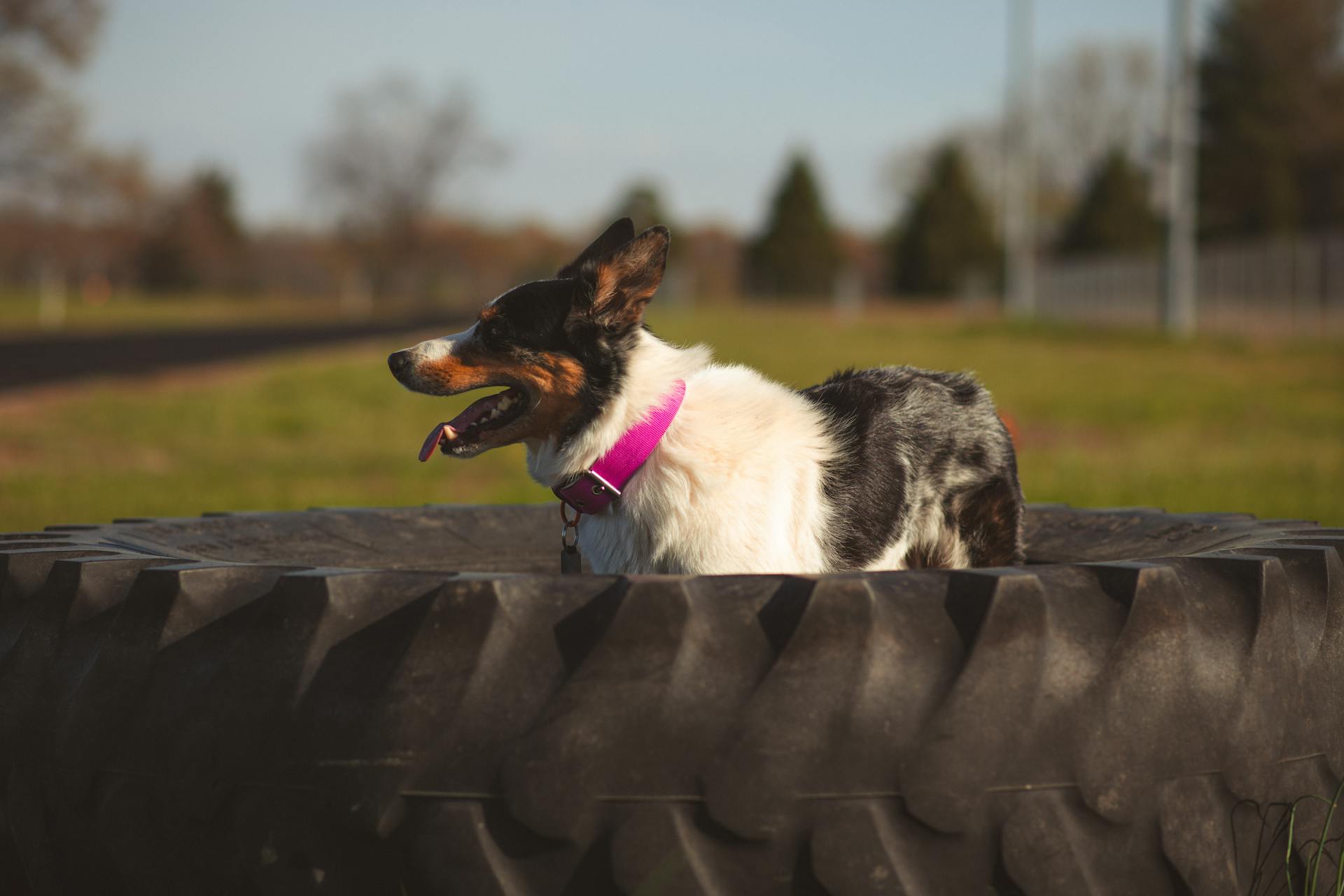 Dog Playing in Wheel