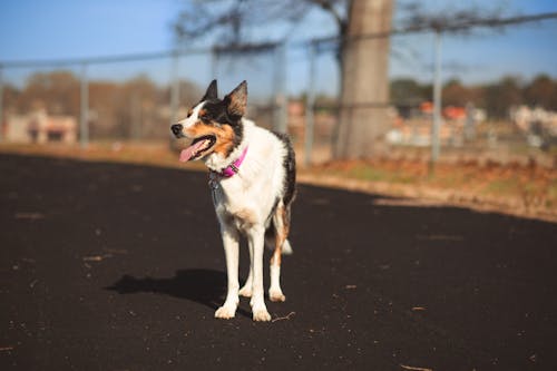 A dog is standing on a black and white asphalt