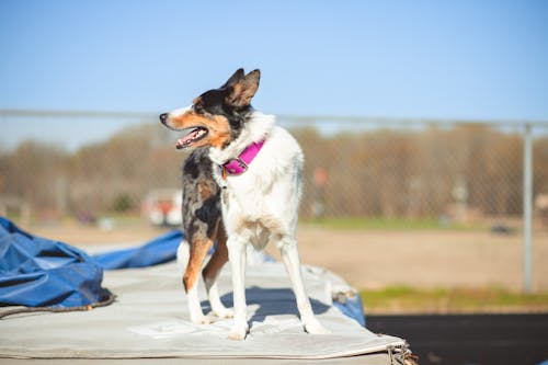 A dog is standing on top of a trampoline