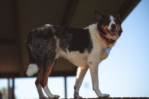 A dog standing on a wooden deck with a blue sky in the background