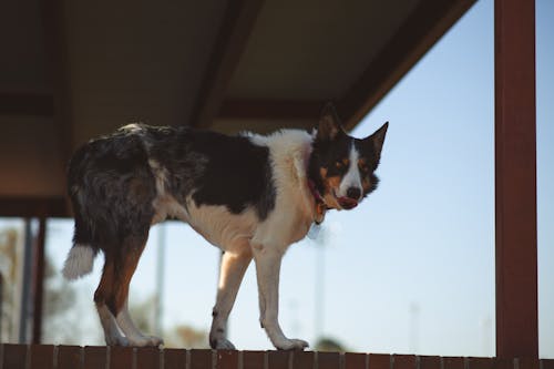 Free stock photo of border collie, dog, merle border collie