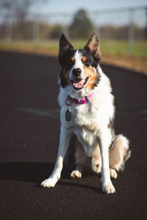 Free An Australian Shepherd dog sits on a running track under sunlight, showcasing its playful expression. Stock Photo