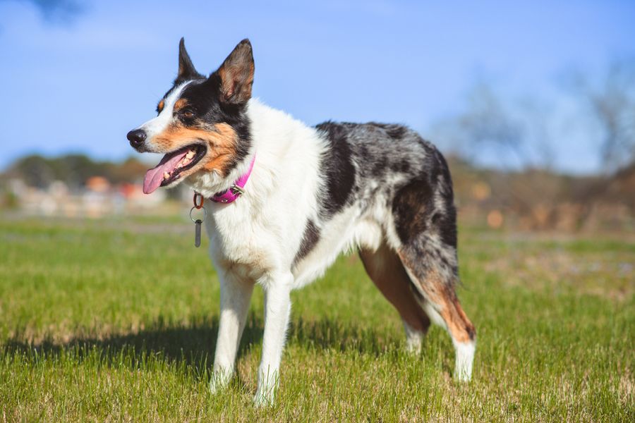 Australian shepherd standing in a grassy play yard