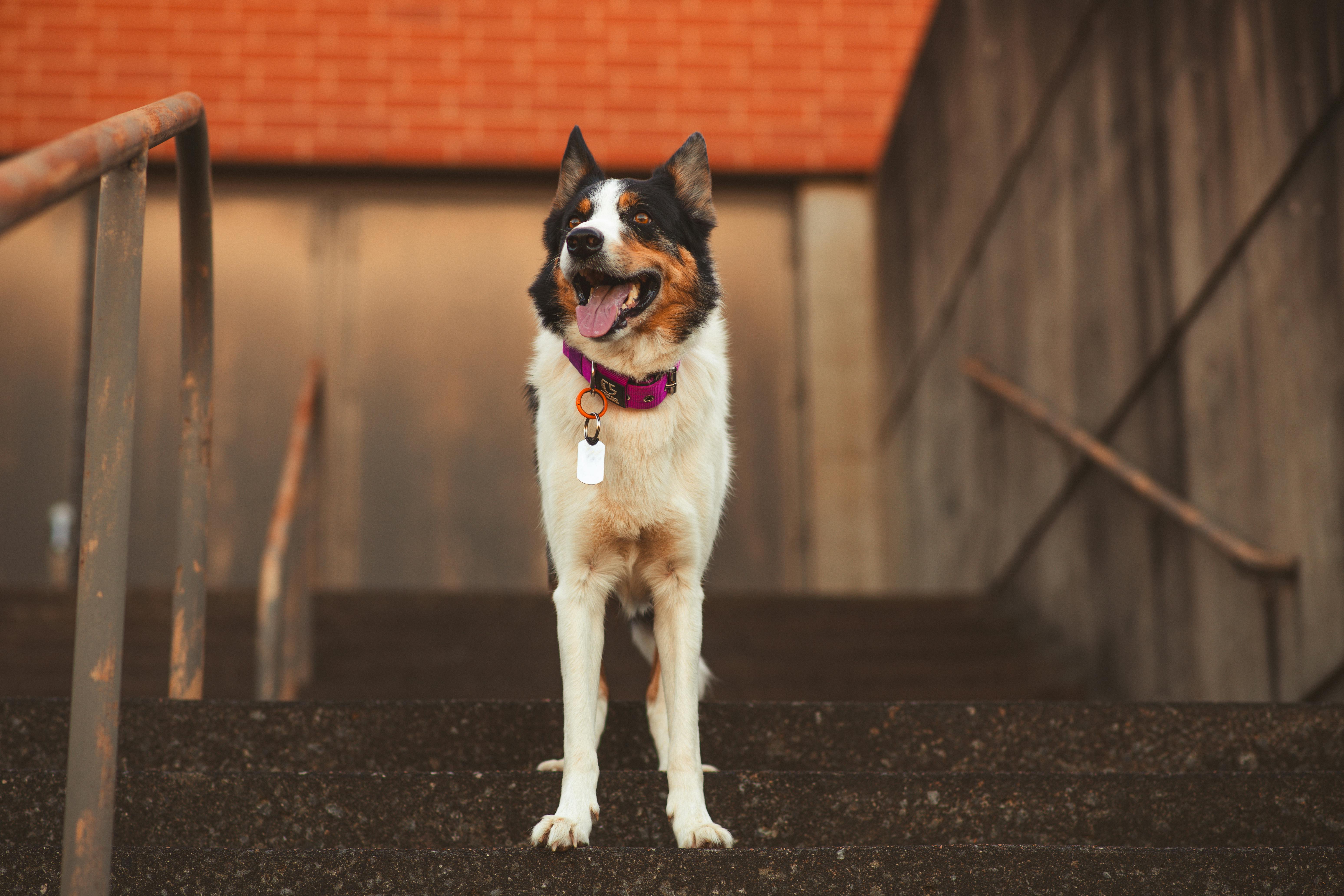 Innovative PET technology will enable precise multitracer imaging of the brain - UC Santa Cruz — Photo by Brixiv on Pexels
