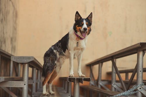 A dog standing on top of a metal bench