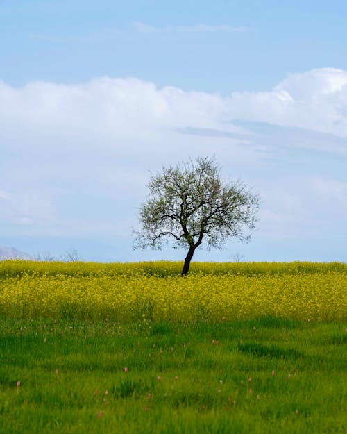 Gratis lagerfoto af afgrøde, bane, foråret baggrund