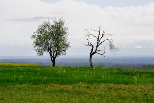 Бесплатное стоковое фото с imadclicks, весенний Кашмир, весенний фон