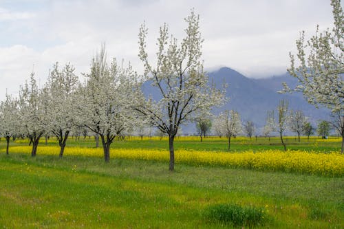 Immagine gratuita di agricoltura, albero, apple