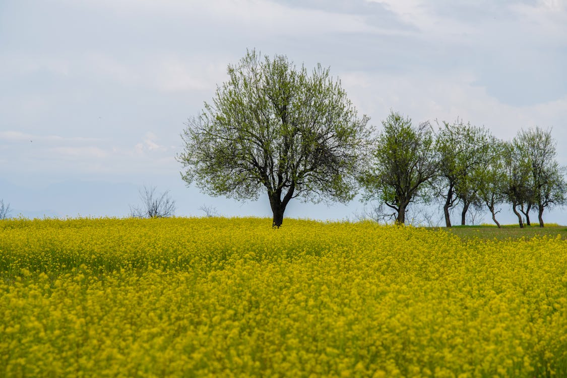 Foto d'estoc gratuïta de arbres, flors, groc