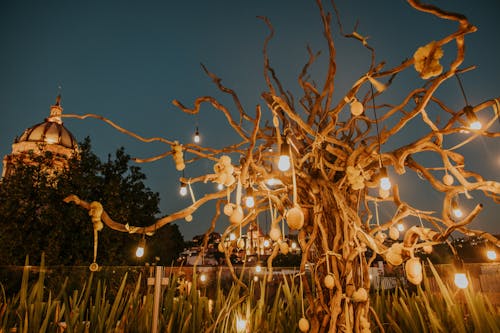 A tree with lights hanging from it